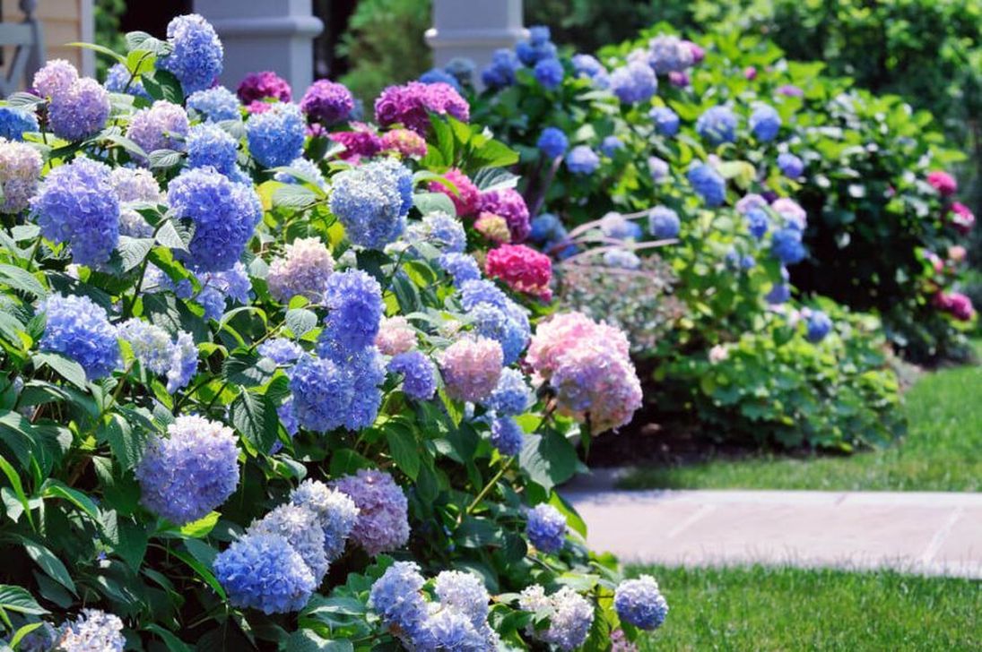 33 Beautiful Hydrangea Design Ideas Landscaping Your Front Yard Magzhouse 1332