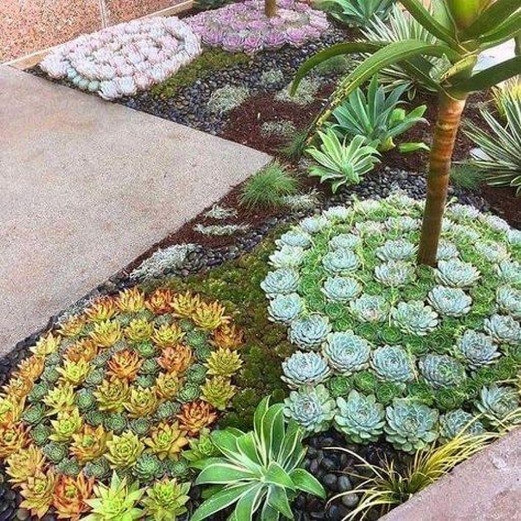 Awesome Succulent Front Yard Landscaping Ideas 01