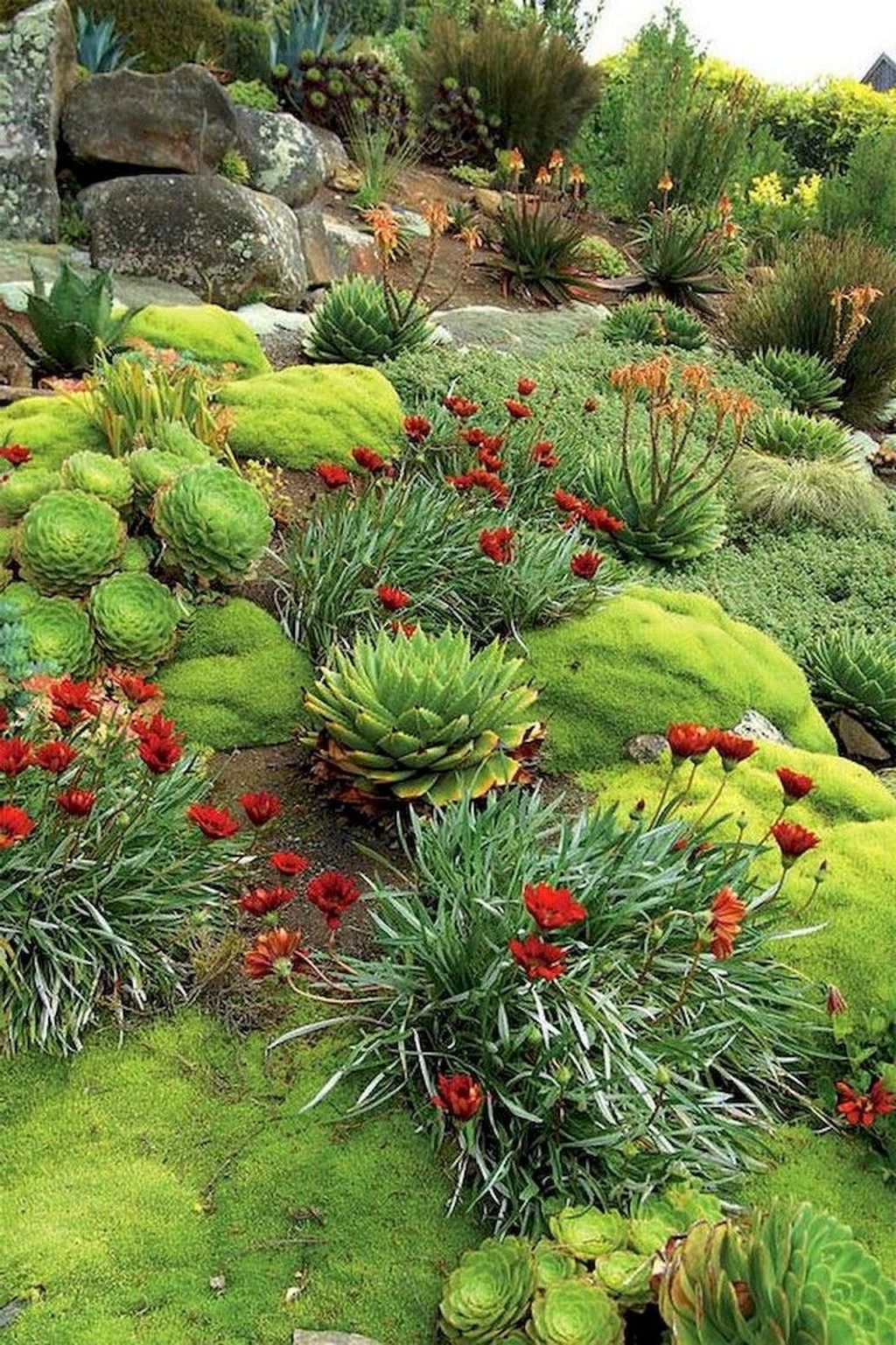 36 Awesome Succulent Front Yard Landscaping Ideas - MAGZHOUSE