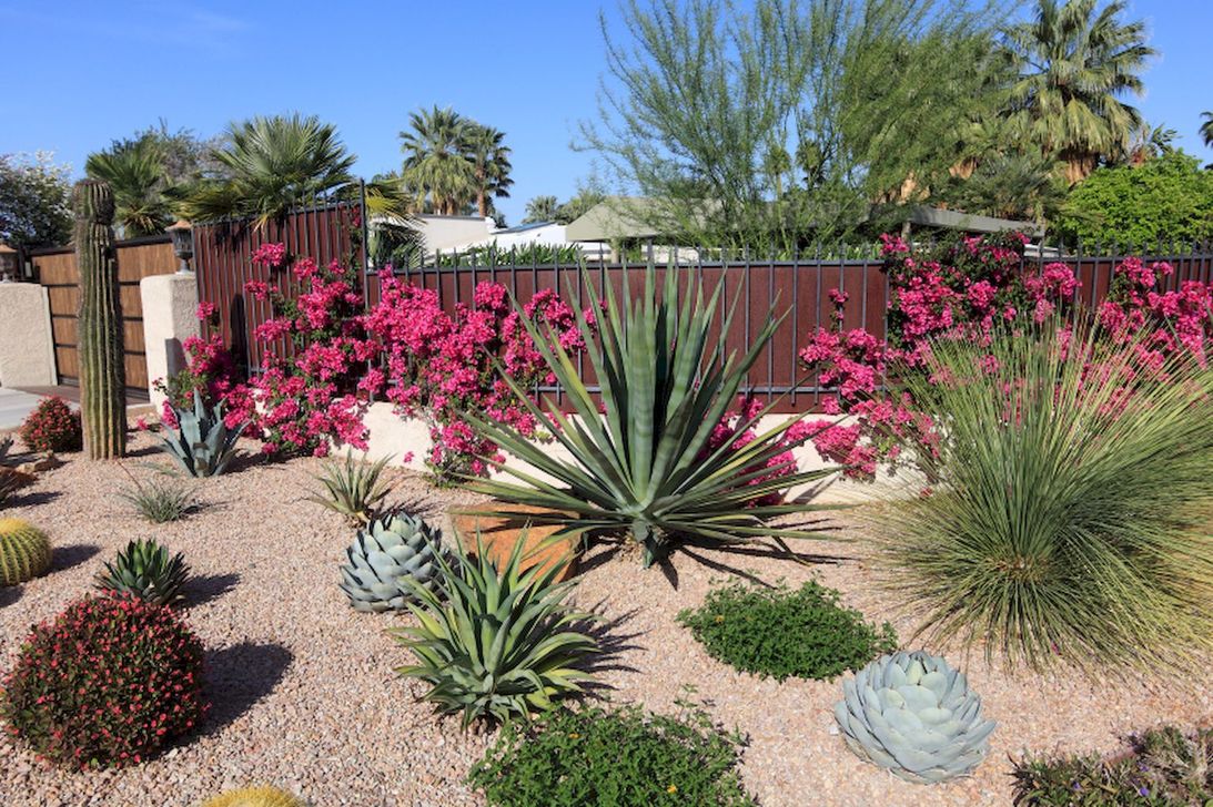 36 Beautiful Cactus Landscaping Ideas For Your Front Yards Decor Magzhouse