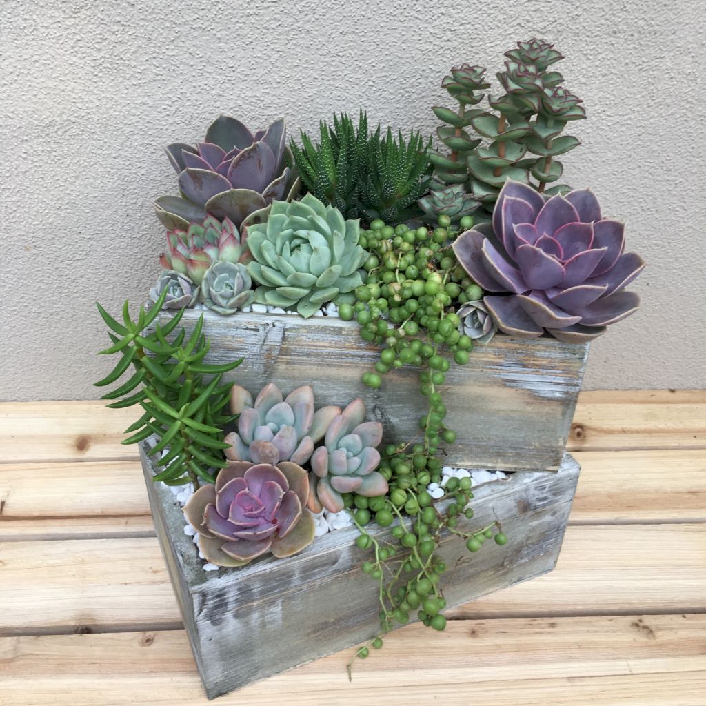 34 Inspiring Indoor Garden Succulent Ideas Magzhouse