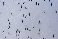 Small Black Flies In Bathroom