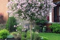 Best Small Trees For Front Yard