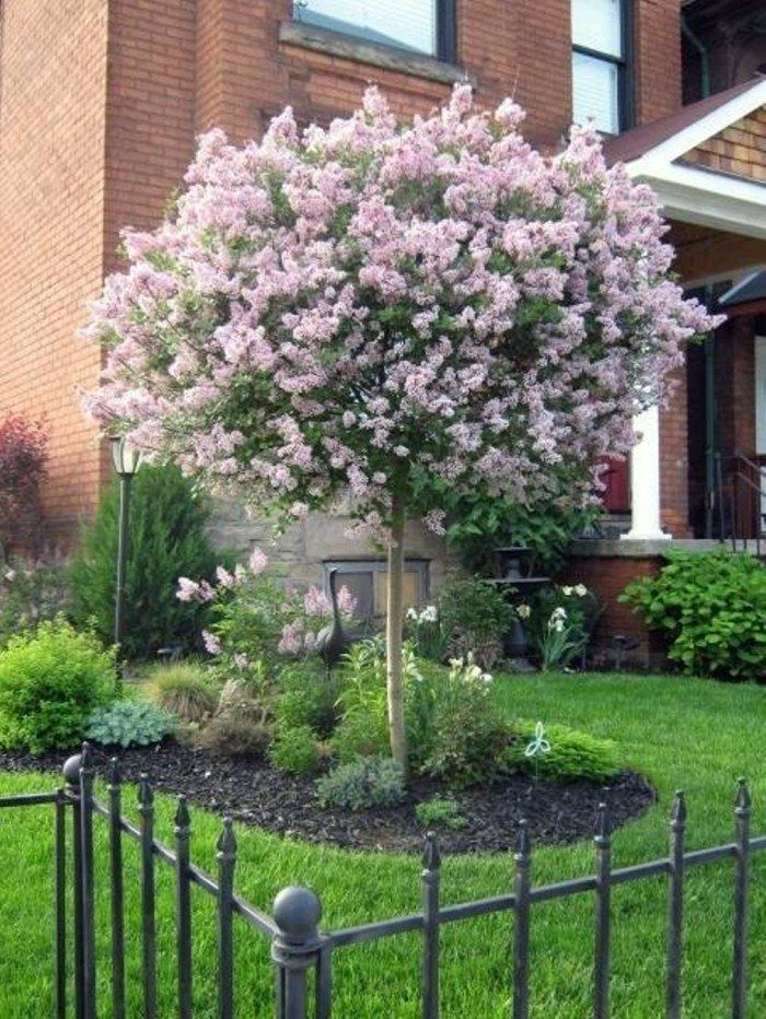 20 Best Small Trees For Front Yard, Best Small Front Gardens