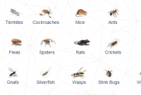 Bathroom Bugs Identification