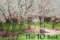 Good Trees For Front Yard