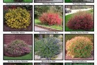 Shrubs For Front Yard