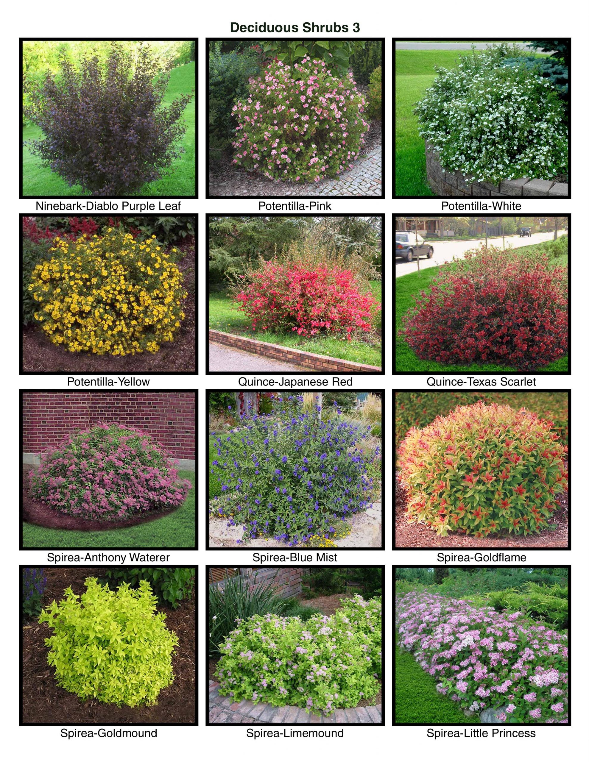 Shrubs For Front Yard