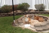 Backyard Ideas For Dogs