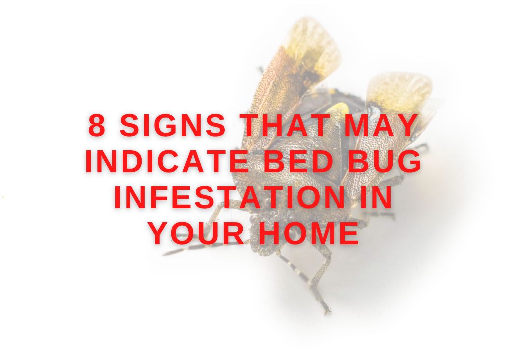 Signs That May Indicate Bed Bug Infestation in Your Home